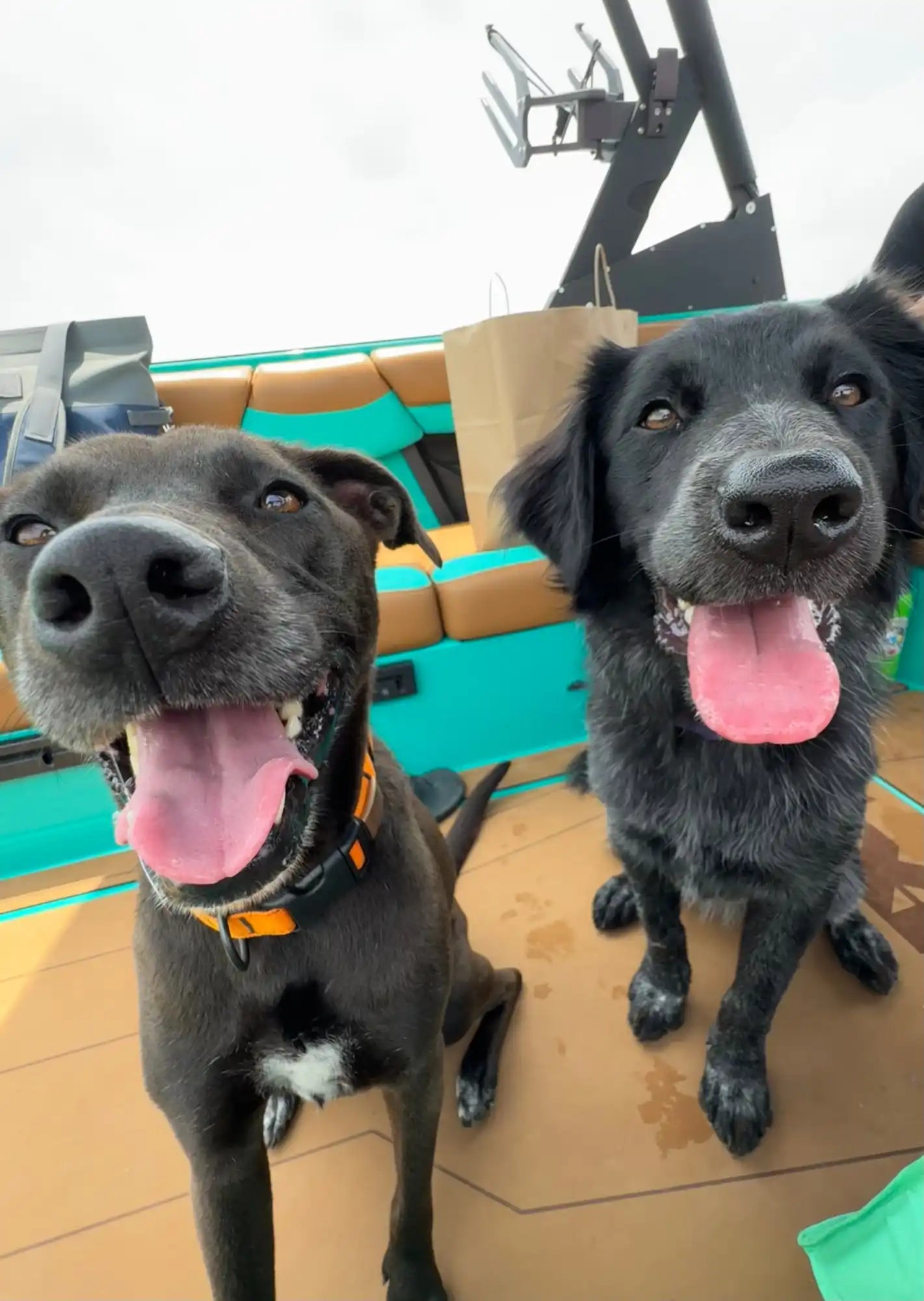 Two happy black dogs.